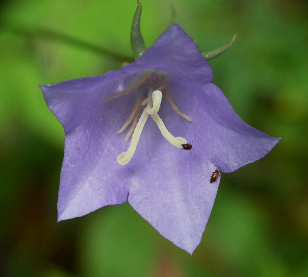 fiore + insetto